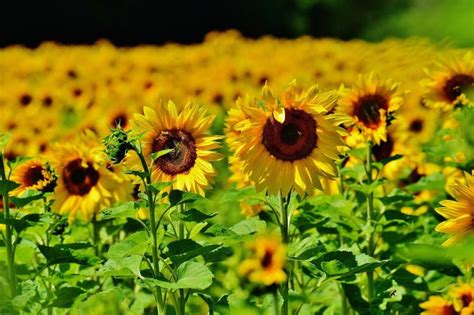 Sunflowers: How to Plant, Grow, and Care for .